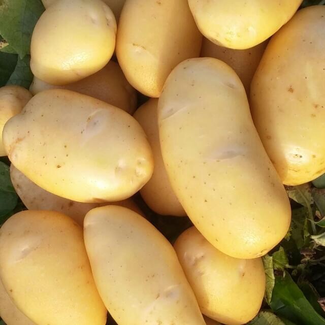 Potato